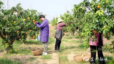 宜都爱媛果冻橙甜蜜上市