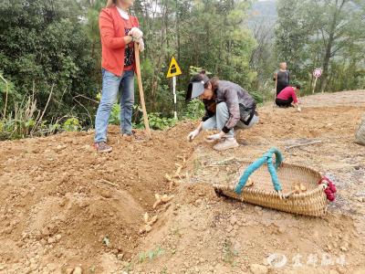 宜都：撂荒地里挖出金“药”匙