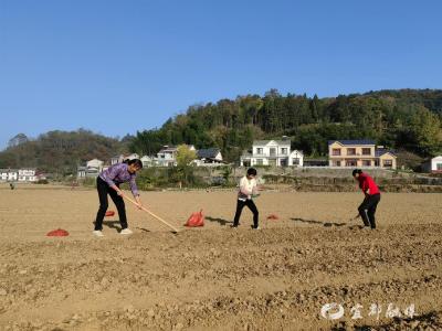 因地制宜种“药财” 党建引领开“良方”