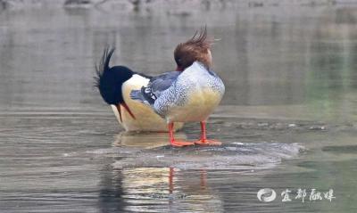 【湖北日报客户端】中华秋沙鸭连续11年宜都越冬