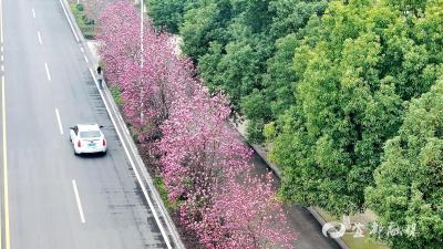 玉兰花开 春满宜都