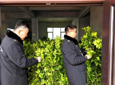 严检苗木保“柑”净 助力乡村绿满园