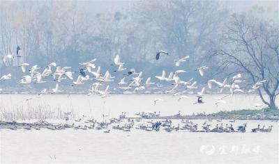 从“生态包袱”到“绿色财富” 鄂州梁子湖给全国打了个样