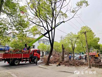 修剪“越界”枝，裁出安心景