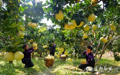 “四季果篮”的链式突围 ——恩施州水果产业发展密码解构