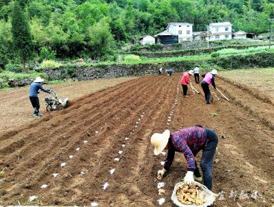 宜都这个村，“姜”来可期！