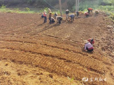 从一片苗圃出发，荷叶溪村“栀”向富裕路