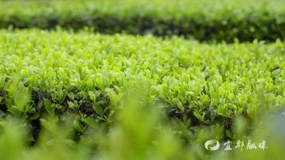 20天3个“意想不到”！宜都“茗”场面背后……