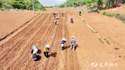 “订单农业”盘活撂荒地 王家坪村甜玉米种植忙