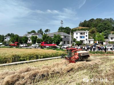 亩增90元！宜都“分段收割法”让油菜“颗粒归仓”