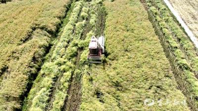 机械化助力 我市12.8万亩油菜收割完成60%