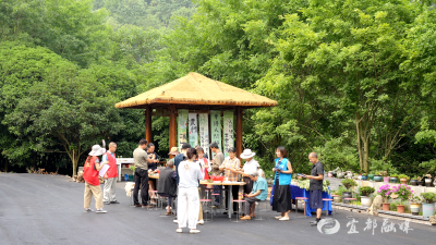 【网络中国节·端午】粽香传情 艾暖莺歌