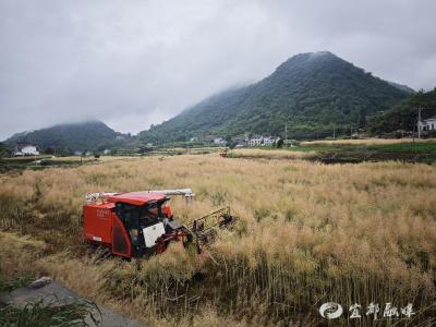 机械轰鸣遍沃野 科技赋能保丰收