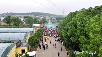 枝城镇：插秧插得喜洋洋