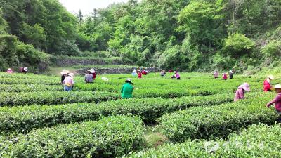 宜都：高山乌龙茶产销两旺 特色产业助力乡村振兴  