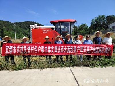亩产189.39公斤！松木坪油菜实收测产“测”出丰收底气