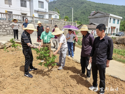 农技人员“把脉开方”解“橘”忧
