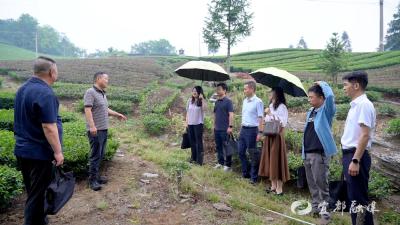 市政协开展“一线协商·智润两江·委员助力茶园建设”活动