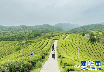 【新华网】地理标志赋能鄂西茶产业：一片叶子的产业觉醒