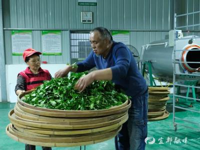 湖北宜都：供不应求的梁山乌龙茶何以“香”飘出圈？