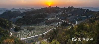 三位劳模三条产业链！利川用“劳模精神”赋能乡村振兴