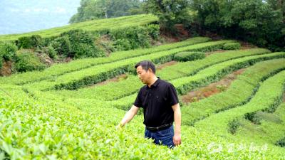 【科技工作者风采】廖勇：茶园里的科技“追光者”