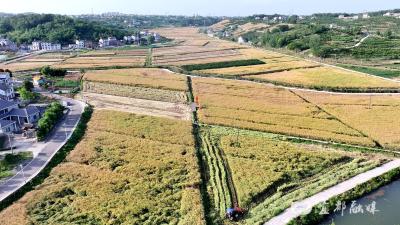 宜都“分段机收”解锁油菜丰产新公式