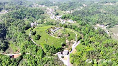 吕家坳村：茶旅融合富山乡