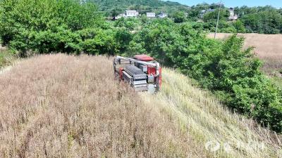 油菜夏收创五年新高 机械化助力丰产增收