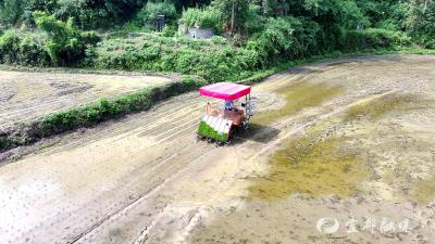 茶元寺村：机械化水稻直播按下农耕加速键