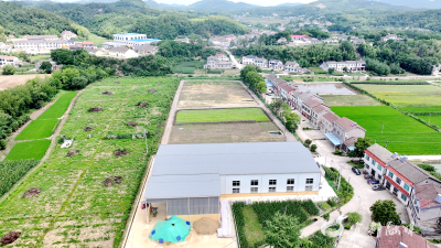 松木坪镇水稻集中育秧按下“快进键”