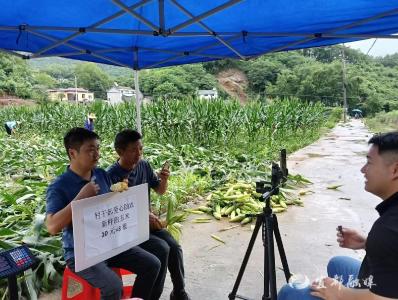 玉米被淋倒，爱心“撑”起来！宜都这场直播暖了~