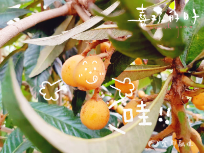 四季果香盈乡野 共绘乡村锦绣图