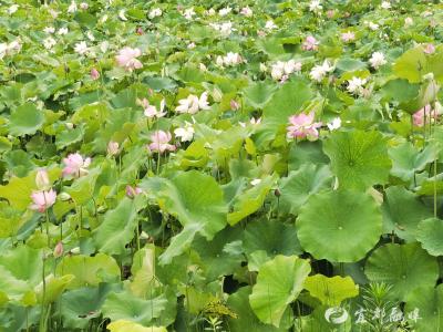 夏日荷塘里的诗画田园