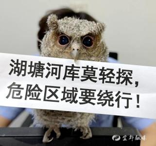 宜都：从“流浪毛孩”到“宣传担当” 猫头鹰幼崽的派出所奇遇记