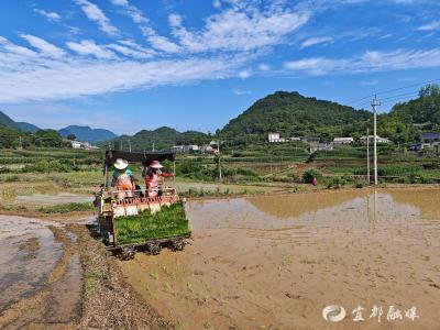 农机绘就稻田“耕种提速图”