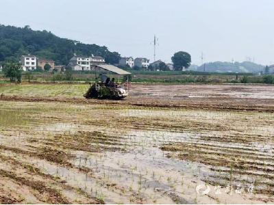姚家店镇：土地托管“拼”出规模 全程机械“种”出效率
