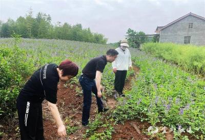 【湖北日报】荒山变药谷 宜都新增2000亩道地药材生态种植园