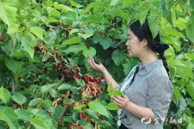 湖北宜都：新农人付丹丹的“碧海桑甜”