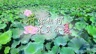 “荷”你相约在宜都！这份夏日限定浪漫请查收
