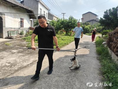 广播预警+精准出击，过路滩村高效处置疯犬流窜险情