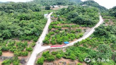 六里冲村青脆李错峰上市
