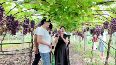 宜都：窑坡垴村葡萄开园采摘
