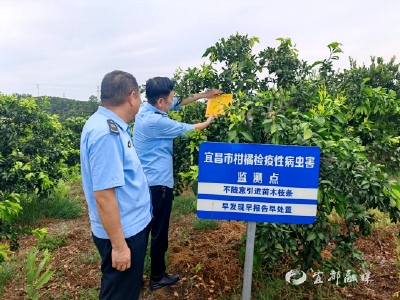 黄板诱芯“上岗”！宜都密织柑橘检疫性病虫害“监测网”