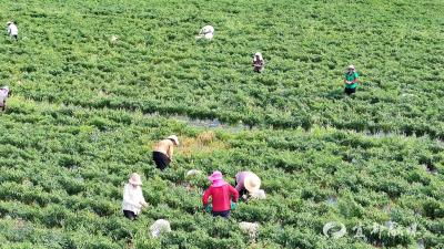 高标准农田助力 聂家河村200余亩线椒迎丰收