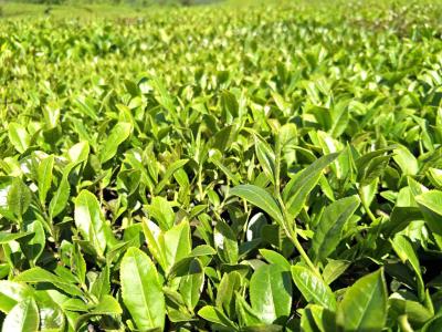 我市1300余亩茶园启动生态低碳认证