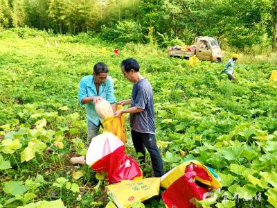 撂荒地结出“致富瓜”