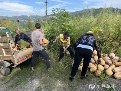 潘家湾村：南瓜丰收惠集体