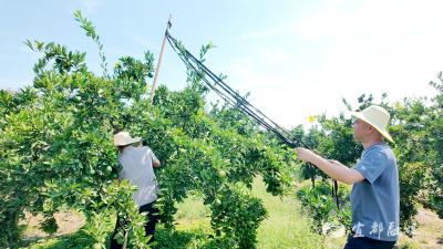 农技专家送技到田头 助力柑橘品质提升