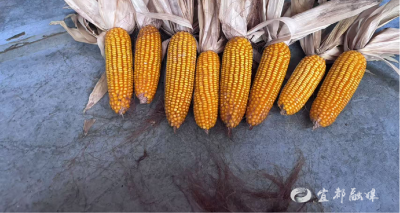 亩产1480 斤！松木坪镇玉米“产量王”诞生